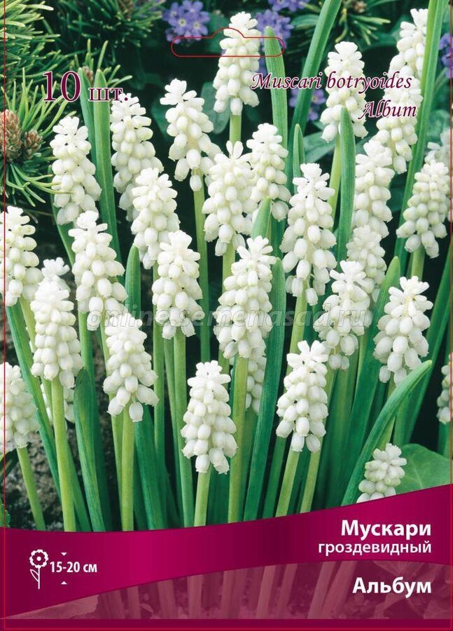 Сибирский сад Мускари Альбум 6/7 10шт (Поиск)