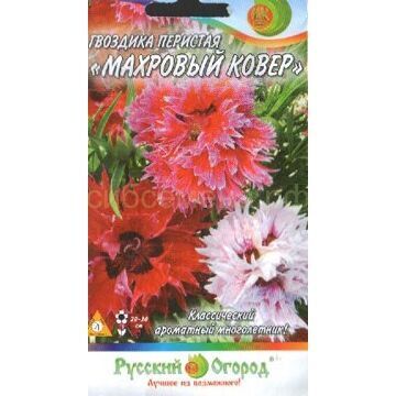 Гвоздика перистая Махровый ковер (НК)