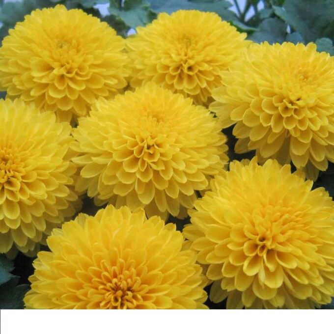 Хризантема Кнопа в наличии низкая цена - рассада, описание, отзывы, фото, посадк