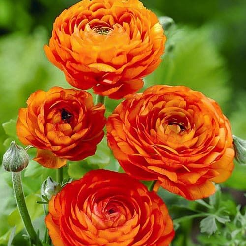 Holland Pitomniki Лютик Ranunculus Spring Collection Orange   5\6
