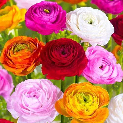 Лютики садовые фото цветов Holland Pitomniki / Лютик Ranunculus Spring Collection Mixed 5\6 Каллы саженцы. 
