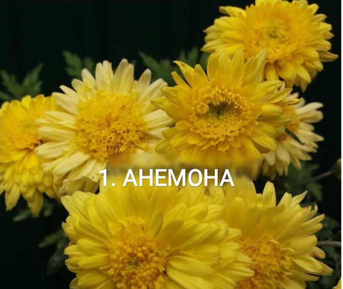 Хризантема анемона