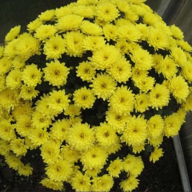 Crystal Yellow Хризантема