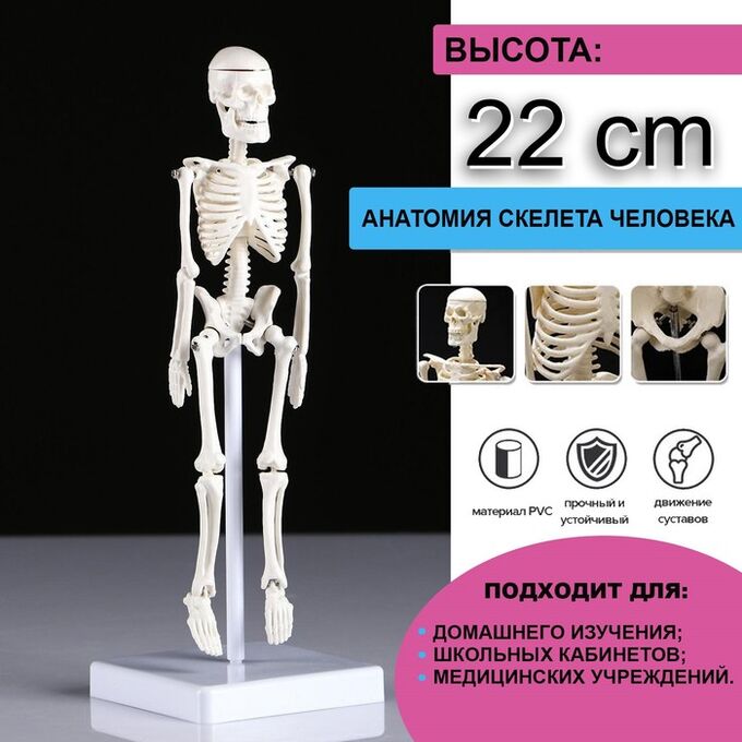 1 TOY Макет &quot;Скелет человека&quot; 22см