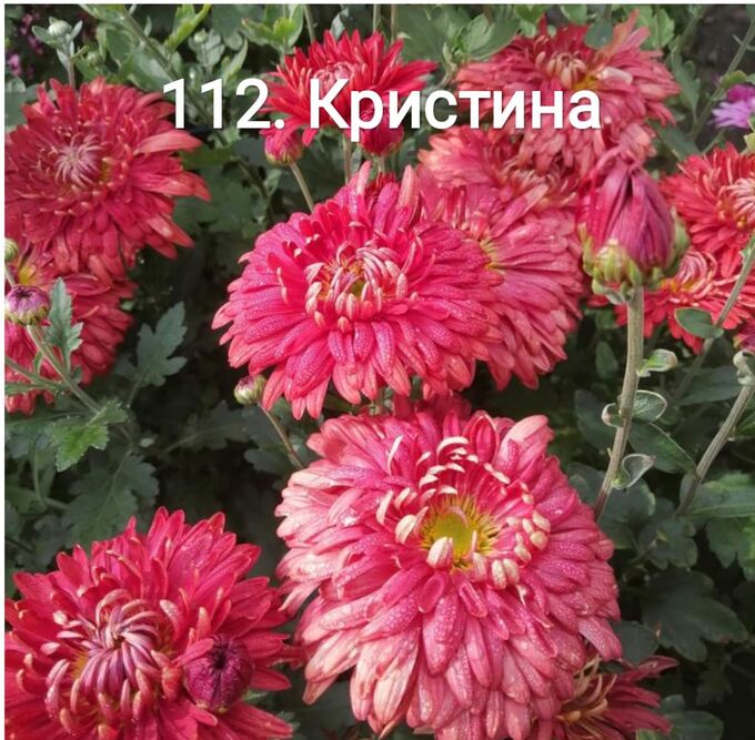 112 Кристина