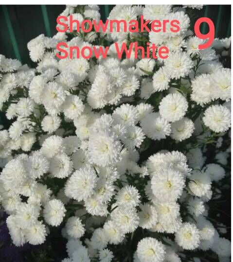 Рассада от Жени. Showmakers Snow White