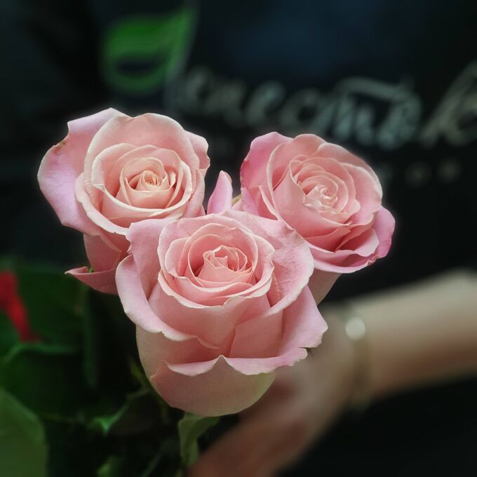 Хермоза роза эквадор