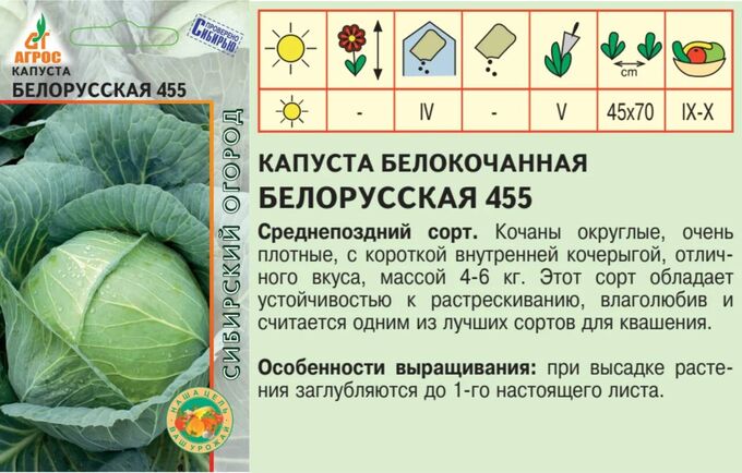 Капуста белорусская описание фото