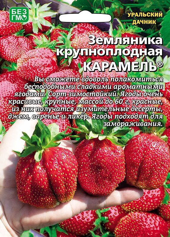 Клубника карамелька описание сорта фото отзывы садоводов