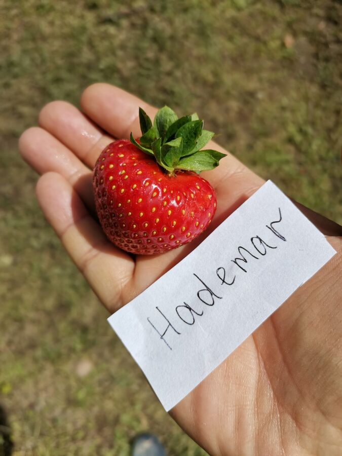 Земляника хадемар описание сорта фото отзывы садоводов Клубника Hademar Клубника ремонтантная (цена за 5 шт.). Травянистые многолетники