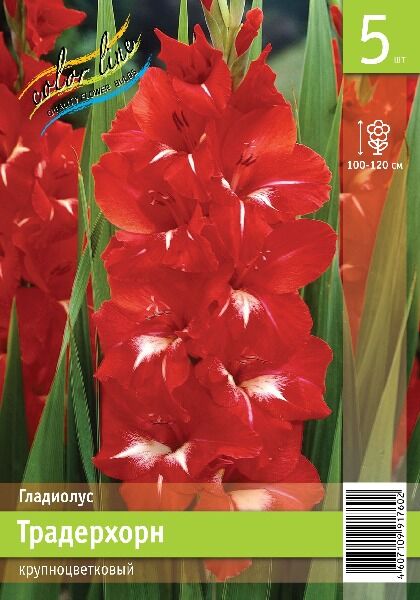 Гладиолус Традерхорн