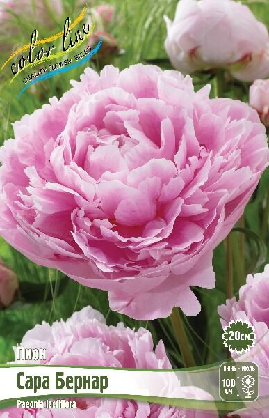 ПИОН САРА БЕРНАР | ПИОН. Декоративноцветущие луковицы, рассада и саженцы