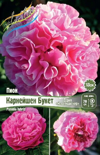 ПИОН COLLECTIONER КАРНЕЙШЕН БУКЕТ | ПИОН серия "Коллекционер ...