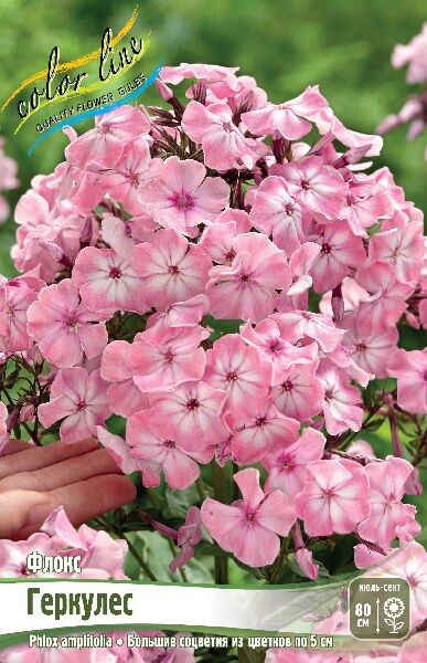 Флокс Бамбини Примадонна