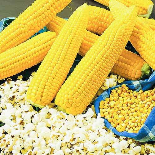 Кукурузные початки для попкорна