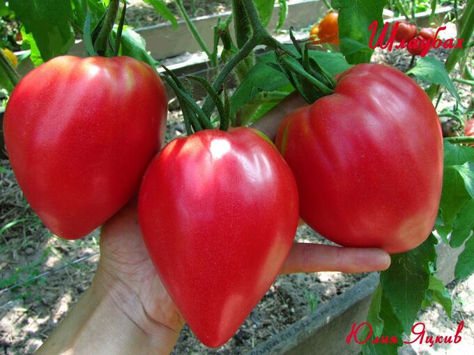 Знаменитая клубника миссис шлаубах фото Томат Mrs. Schlaubaugh's Famous Strawberry Эксклюзивные семена томатов. Семена о