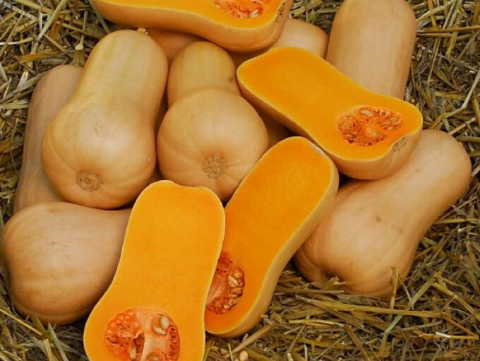 Тыква butternut