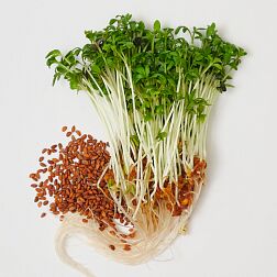Здоровья КЛАД Микрозелень кресс-салата, Весенний, крафт пакет, 100 гр