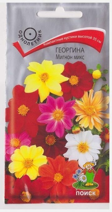 Поиск Георгина Мигнон Микс (Код: 76330)